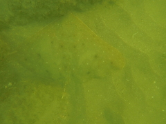 Gymnura crebripunctata