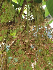 Ostodes paniculata