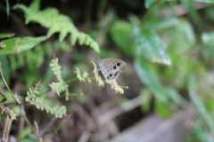 Ypthima multistriata