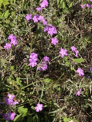 Phlox pilosa pilosa