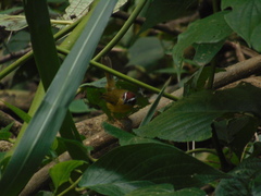Basileuterus delattrii