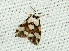 Thallarcha staurocola