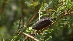 Ectinogonia buquetii