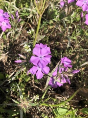 Phlox pilosa pilosa