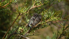 Ectinogonia buquetii