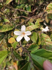 Antidesma acidum