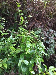 Alyxia stellata