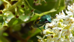 Conognatha chilensis