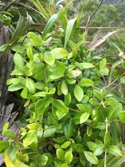 Alyxia stellata