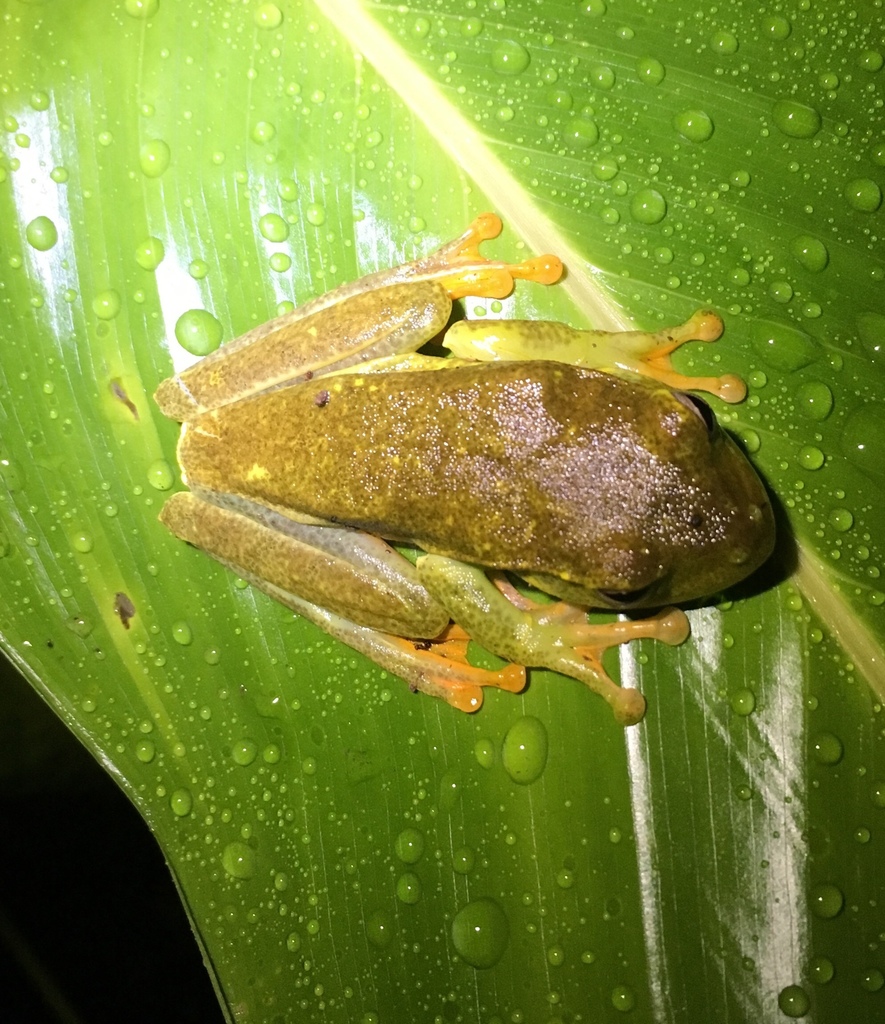 White-banded Tree Frog