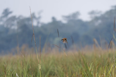 Paradoxornis flavirostris