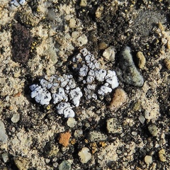 Acarospora americana