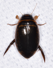 Thermonectus basillaris