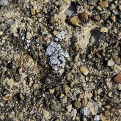 Acarospora americana