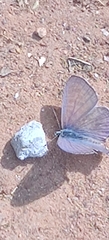 Leptotes plinius plinius