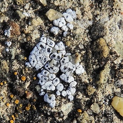 Acarospora americana