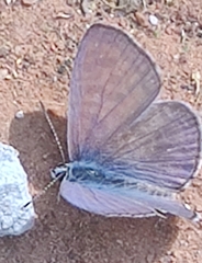 Leptotes plinius plinius