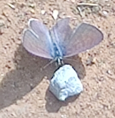 Leptotes plinius plinius