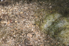 Leconectes striatellus