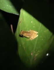 Dendropsophus elegans