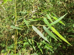 Arthrostylidium farctum