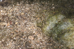 Leconectes striatellus