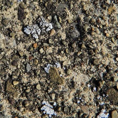 Acarospora americana