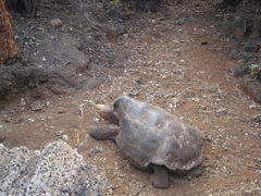 Chelonoidis niger