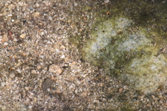 Leconectes striatellus