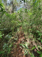 Arthrostylidium farctum