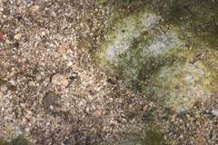 Leconectes striatellus