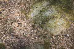 Leconectes striatellus