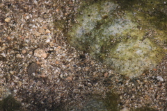 Leconectes striatellus