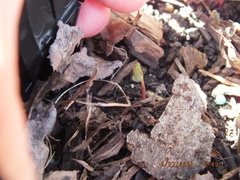 Sanguinaria canadensis