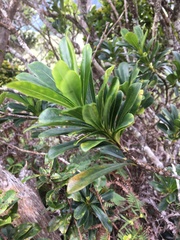 Pittosporum glabrum