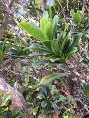 Pittosporum glabrum
