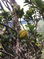 Pittosporum glabrum