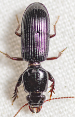 Clivina