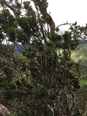 Pittosporum glabrum