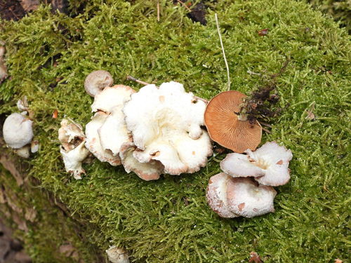 Ąžuolinis skiautenėlis