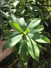 Scaevola gaudichaudiana