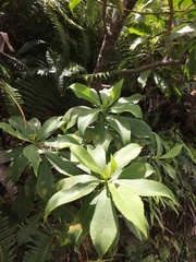 Scaevola gaudichaudiana