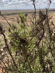 Prostanthera striatiflora