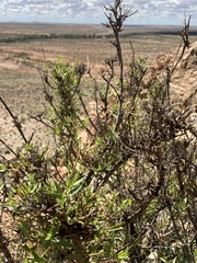 Prostanthera striatiflora