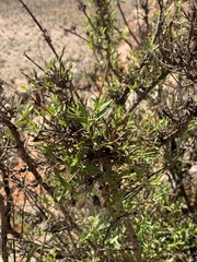 Prostanthera striatiflora