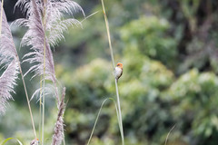 Chleuasicus atrosuperciliaris