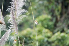 Chleuasicus atrosuperciliaris