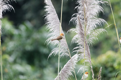 Chleuasicus atrosuperciliaris