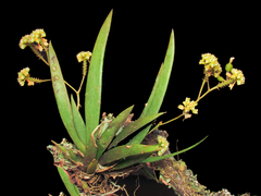 Trizeuxis falcata