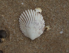 Vasticardium vertebratum